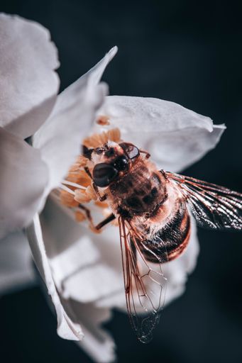 A macro shot of a bee perched on a white flower