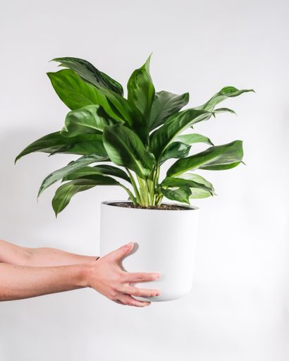 A closeup shot of a houseplant on white background