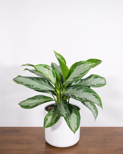 A closeup shot of a houseplant on white background