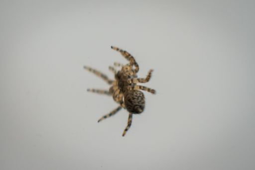 A macro shot of a spider perched on the edge of a white plate against a clear, blue sky background