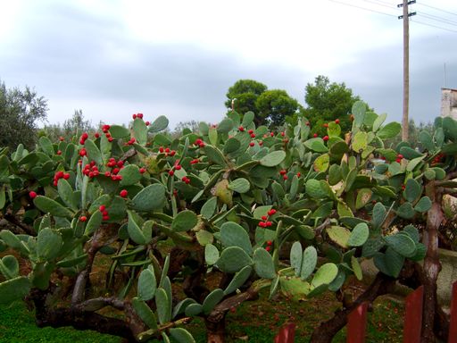 The prickly pear cactuses with red fruits in the garden under a cloudy sky