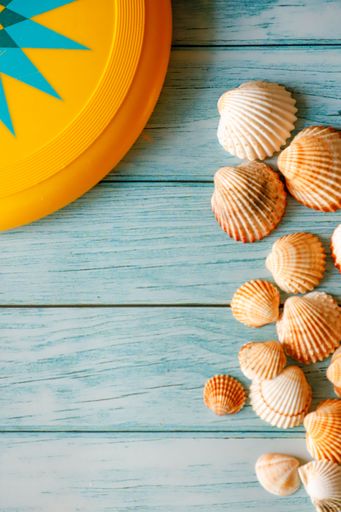 A wooden blue background with beautiful brown white seashells, a beach toy and copy space