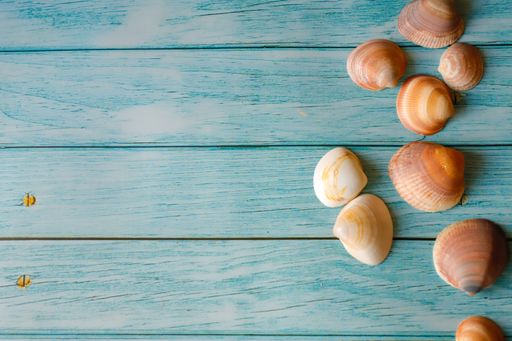 A wooden blue background with beautiful brown white seashells and copy space