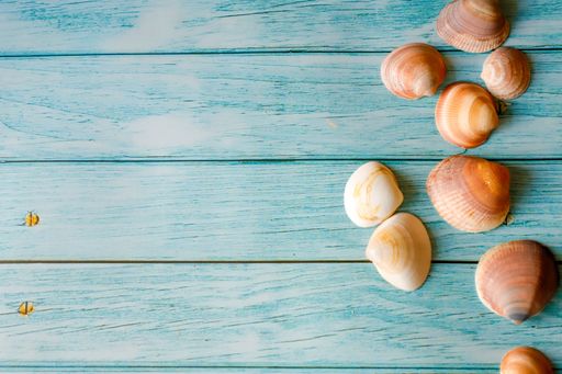 A wooden blue background with beautiful brown white seashells and copy space