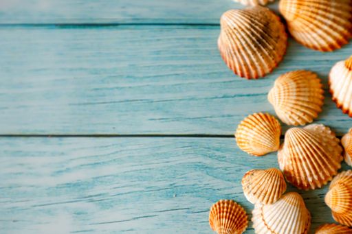 A wooden blue background with beautiful brown white seashells and copy space