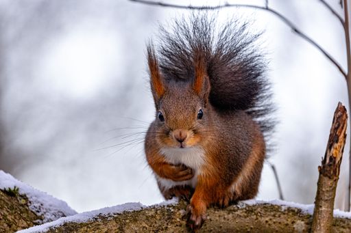 A cute red squirrel perched atop a snow-covered tree branch in a wintry landscape