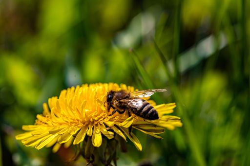 A macro shot of a honeybee perched on a flower with its wings open and ready for flight