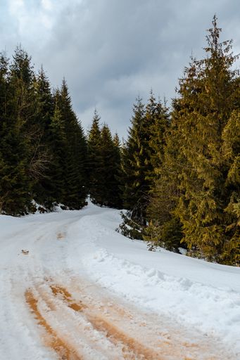 A vertical shot of a snowy road surrounded by trees under a cloudy sky