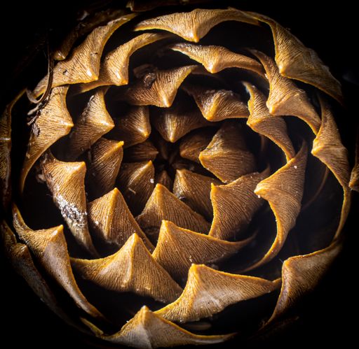 A closeup shot of details on the inside of a brown pinecone