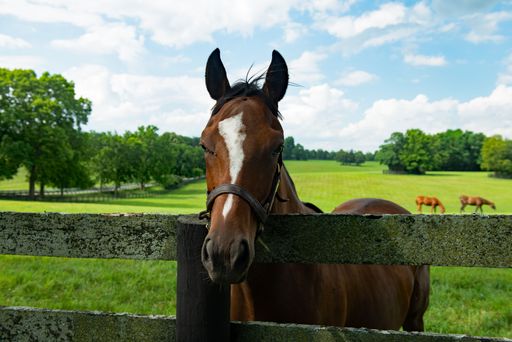 A closeup of a brown horse grazing in a green field on farm on a sunny day