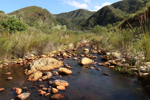 A beautiful shot of a rocky river surrounded by greenery on sunny day