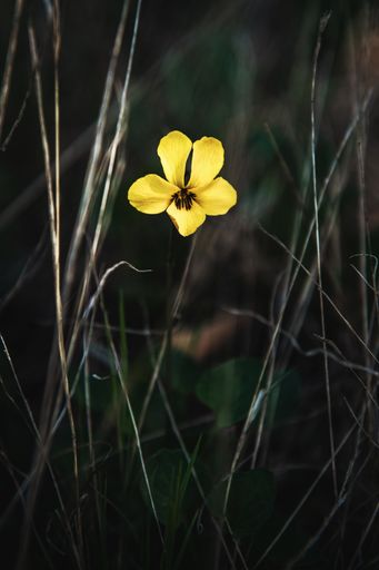 A vertical shot of a blooming California Golden Violet flower in the greenery