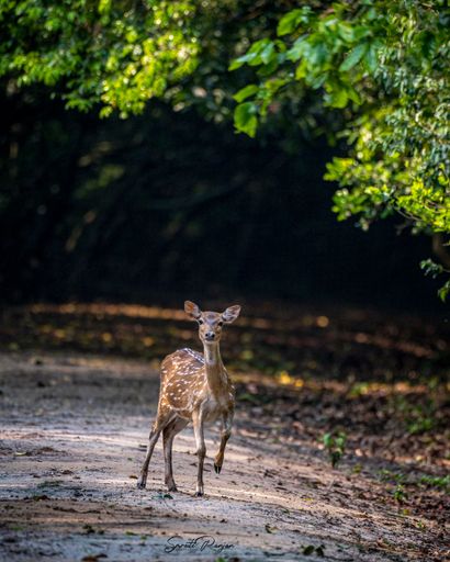 A vertical shot of a spotted brown deer skipping through a forest