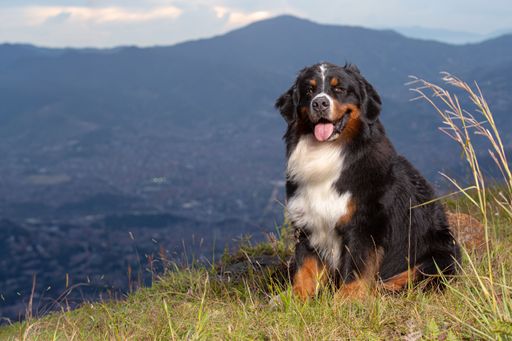 A Bernese Mountain dog on a lush green hill in a mountainous landscape, Medellin, Colombia