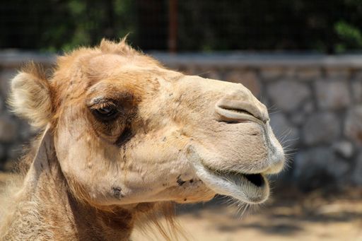 A closeup of a camel standing in an outdoor setting with trees in the background