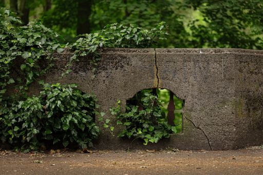 An old stone wall covered with lush green foliage. Solacki Park in Poznan.