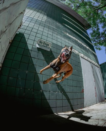 An active dog jumping in the air with its mouth open in a sunny outdoor setting