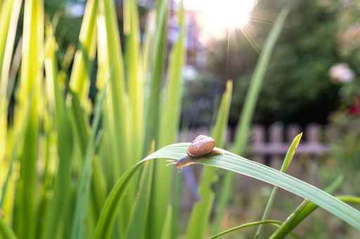A close-up of a small snail perched on a plant in an outdoor environment
