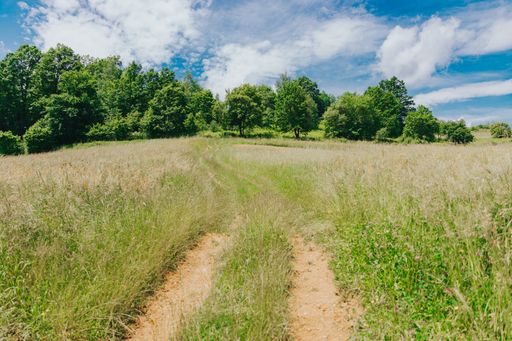 A scenic view of a winding dirt road surrounded by tall grass and trees in a countryside setting