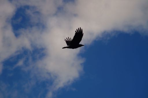 A carrion crow crosses the evening sky. Clouds in the background.