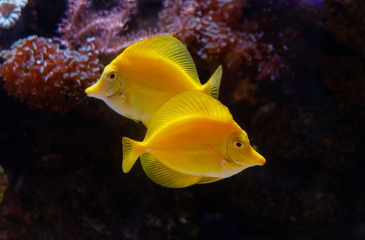 A closeup of yellow tangs and coral in an aquarium