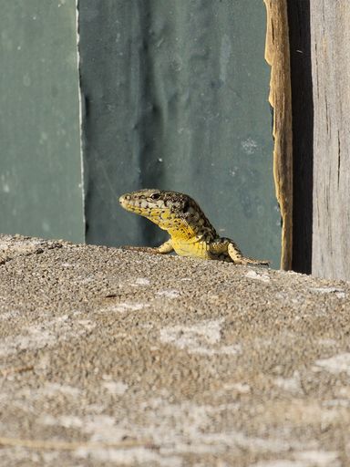 A wall lizard (Podarcis muralis) perched atop a sandy surface
