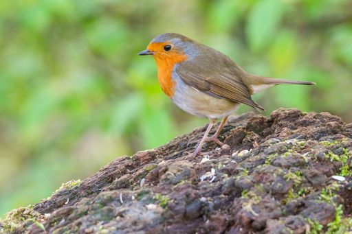 A closeup shot of a European robin, Erithacus rubecula.