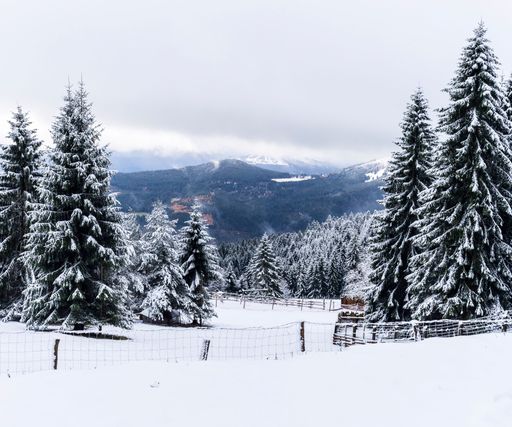 A forest covered in evergreens and snow under a cloudy sky in the countryside