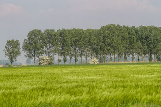 A scenic shot of a vast rural landscape featuring a field with a few trees and a structure in the background
