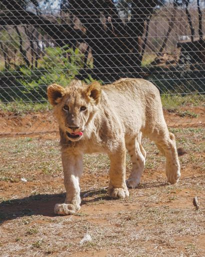 A closeup of a lion cub walking in a zoo