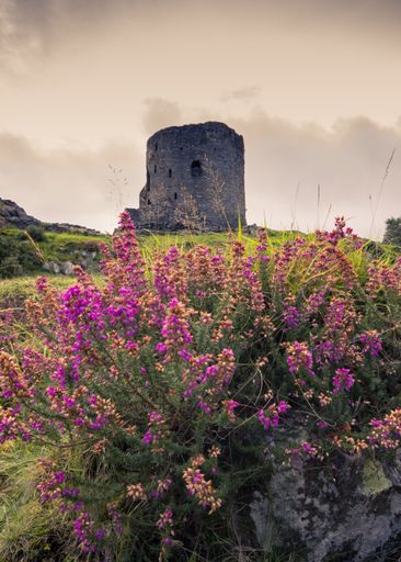 A scenic view of the ruins of Dolbadarn Castle with beautiful heather flowers in the foreground