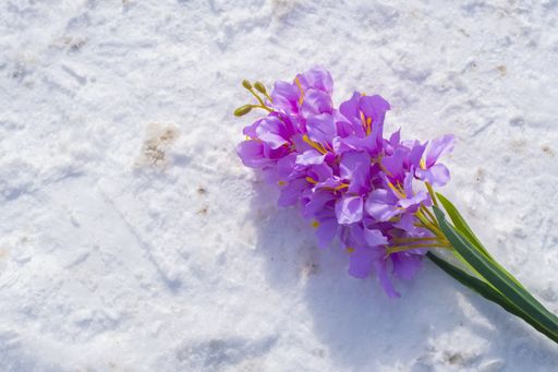 Purple hyacinth flower lies on white snow with shoe marks
