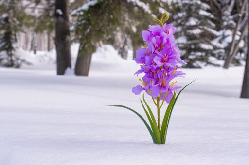 Blue hyacinth flower grows on white snow on a forest background