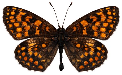 Butterfly species Melitaea athalia, trivial name: Heath fritillary.