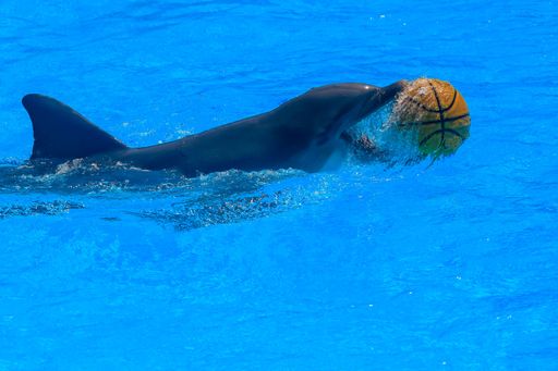 A bottlenose dolphin swimming in the pool with a basketball in its mouth.