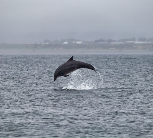 A beautiful dolphin is leaping in the air out of a body of blue water.