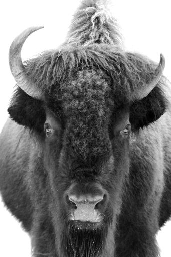 A greyscale shot of an American Bison staring at the lens on a white background