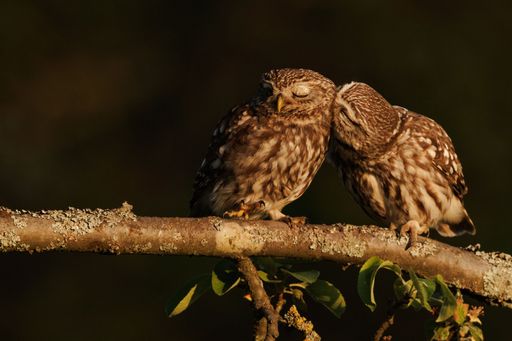 Two majestic owls perched side-by-side on a tree branch, illuminated by a warm and inviting light