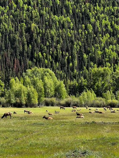 Many majestic Elks taking a break from their day in a tranquil meadow near Telluride, Colorado, USA