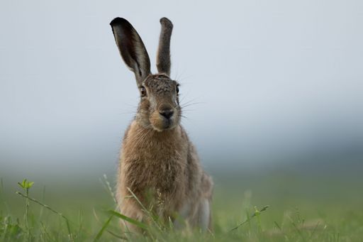 A large brown European hare (Lepus europaeus) standing on a lush green field of grass