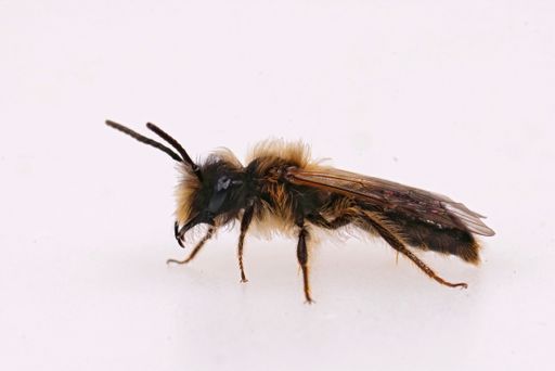 Detailed closeup on a hairy male of the Small Sallow mining bee, Andrena praecox against a white background
