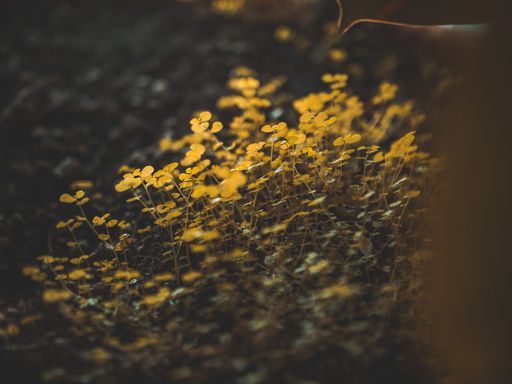 Yellow field flowers in a blurred background