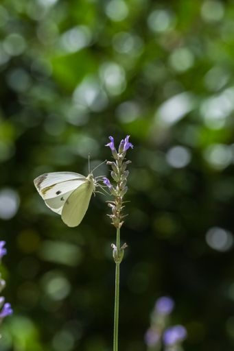 Small white, Pieris rapae, white and yellow butterfly perched on a lavender stalk