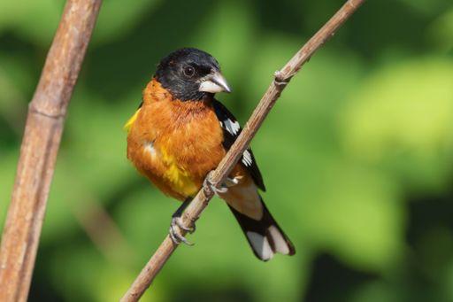 A selective focus shot of a black-headed grosbeak bird perched on a tree branch