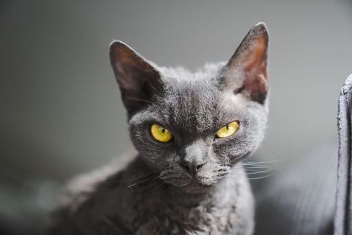 A close-up of a grey Devon rex cat with piercing bright yellow eyes looking directly at the camera