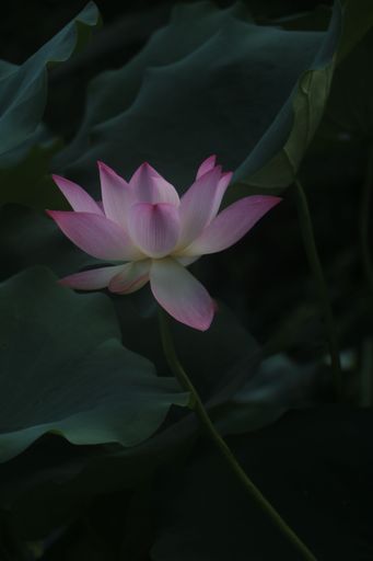A close-up of a vibrant pink Nut-bearing lotus (Nelumbo nucifera) flower against green foliage