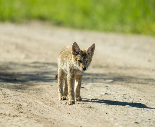 A closeup shot of a small brown coyote pup walking on a dirt road