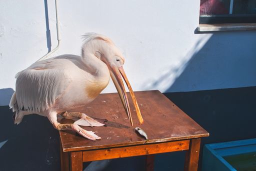 island of Tinos Greece, Pelican the emblem of the island, ready to eat fish on a table
