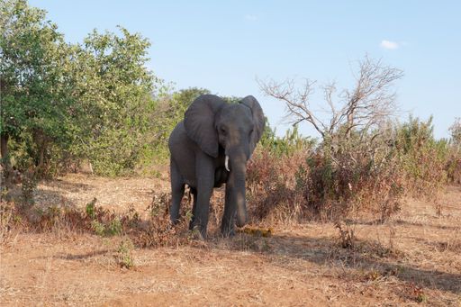 A majestic elephant walking against a backdrop of a serene wilderness