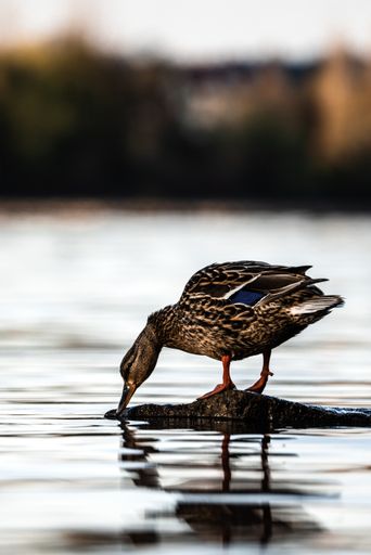 A beautiful shot of a female mallard drinking water from a la